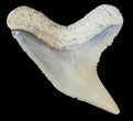 Fossil Tiger Shark Tooth - Lee Creek (Aurora), NC #47667-1